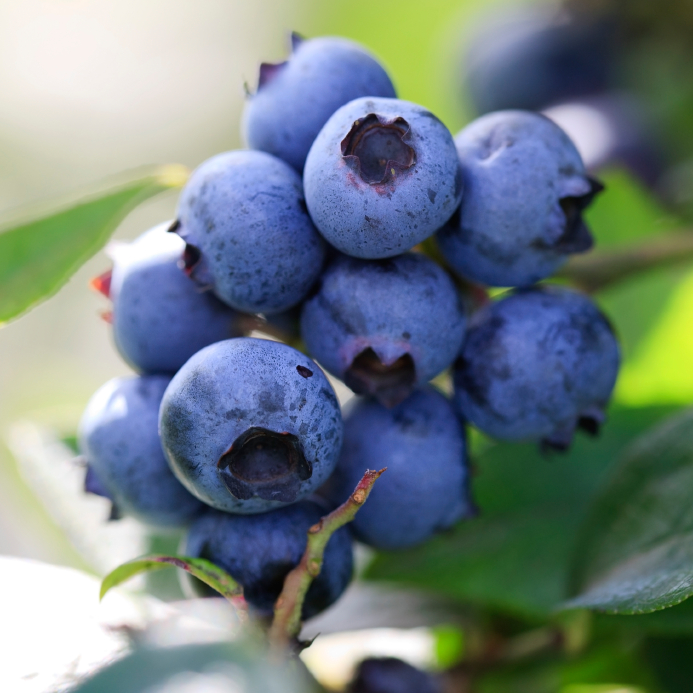 Blueberries